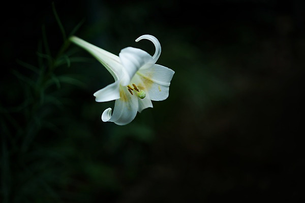포토 JPG 주간 한송이 자연 풍경 사람없음 야외 아웃포커스 백합 국내포토 자연요소 1 꽃 촬영기법 생태계 송이 파일형식
