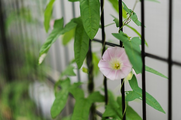 포토 JPG 주간 자연 풍경 사람없음 야외 아웃포커스 덩굴 나팔꽃 철조망 국내포토 자연요소 식물 꽃 촬영기법 생태계 파일형식