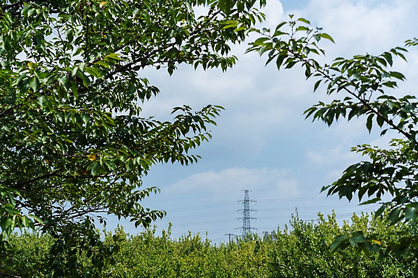포토 JPG 주간 나무 구름 하늘 풍경 사람없음 야외 전선 전봇대 국내포토 자연요소 식물 공공시설 파일형식
