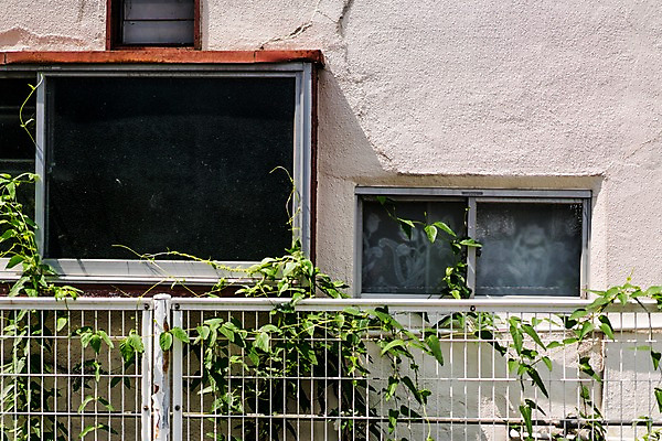 포토 JPG 주간 창문 주택 풍경 사람없음 야외 울타리 덩굴 철조망 국내포토 자연요소 식물 건물 담장 파일형식