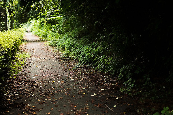 포토 JPG 주간 나무 낙엽 자연 풍경 사람없음 야외 숲속 숲 오솔길 숲길 국내포토 자연요소 식물 길 잎 생태계 파일형식