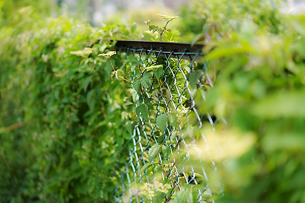 포토 JPG 주간 풍경 사람없음 야외 아웃포커스 덩굴 철조망 국내포토 자연요소 식물 촬영기법 파일형식