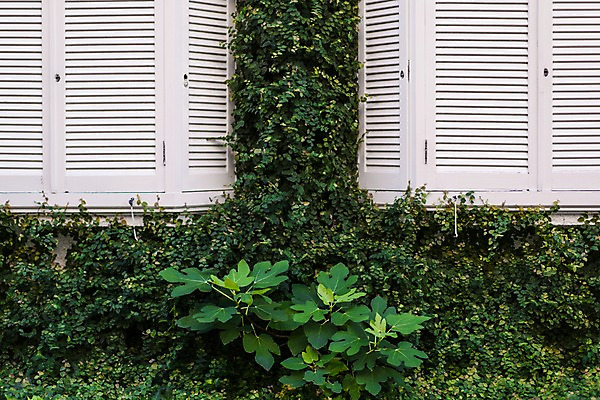 포토 JPG 주간 백그라운드 창문 풍경 사람없음 야외 덩굴 국내포토 자연요소 식물 파일형식