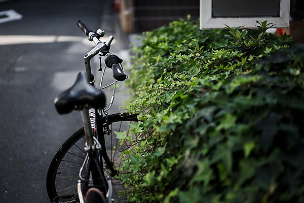 포토 JPG 주간 식물 거리 거리풍경 풍경 사람없음 야외 아웃포커스 자전거 주차 국내포토 자연요소 촬영기법 바이크 파일형식