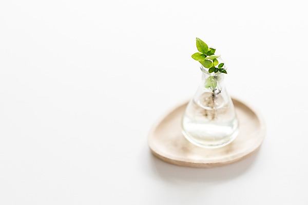 포토 JPG 식물 접시 유리병 사람없음 아웃포커스 장식 꽃병 오브젝트 국내포토 식기 꽃 병_용기 촬영기법 파일형식