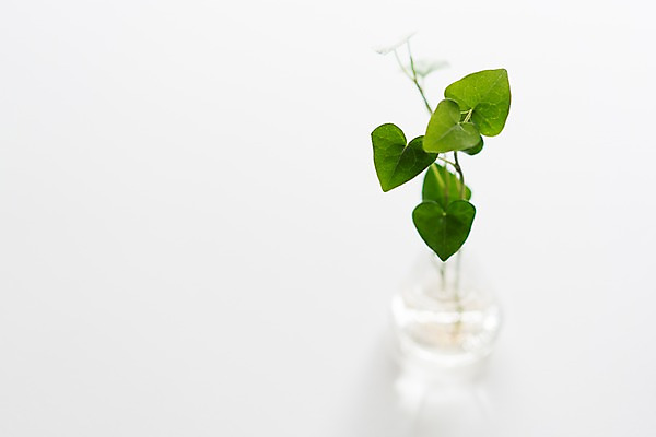 포토 JPG 스튜디오촬영 유리병 실내 사람없음 아웃포커스 장식 오브젝트 흰배경 아이비 국내포토 식물 백그라운드 병_용기 촬영기법 내부 흰색 파일형식