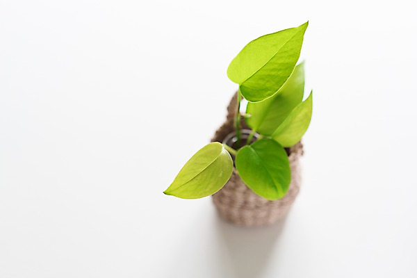 포토 JPG 스튜디오촬영 식물 화분 실내 사람없음 아웃포커스 장식 바구니 오브젝트 흰배경 스킨답서스 국내포토 백그라운드 촬영기법 내부 흰색 파일형식