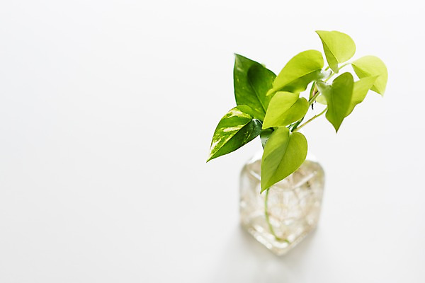 포토 JPG 스튜디오촬영 식물 유리병 실내 사람없음 아웃포커스 장식 오브젝트 흰배경 스킨답서스 국내포토 백그라운드 병_용기 촬영기법 내부 흰색 파일형식