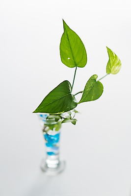 포토 JPG 스튜디오촬영 식물 유리병 실내 사람없음 아웃포커스 장식 오브젝트 흰배경 스킨답서스 국내포토 백그라운드 병_용기 촬영기법 내부 흰색 파일형식