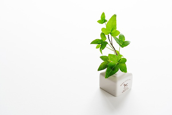 포토 JPG 스튜디오촬영 화분 실내 사람없음 장식 오브젝트 흰배경 아이비 국내포토 식물 백그라운드 내부 흰색 파일형식