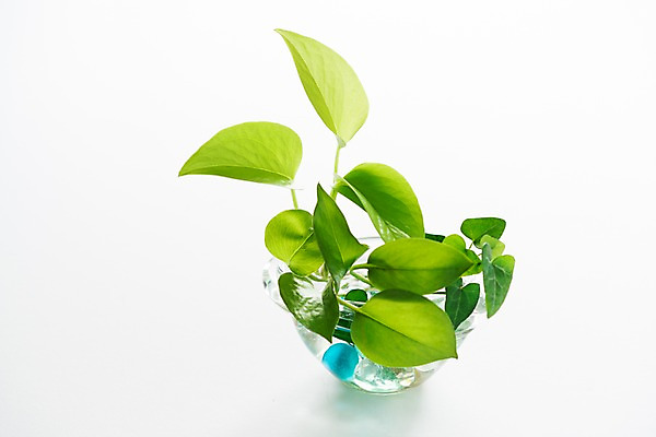 포토 JPG 스튜디오촬영 식물 실내 사람없음 장식 오브젝트 흰배경 수반 스킨답서스 국내포토 백그라운드 내부 흰색 파일형식