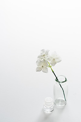 포토 JPG 스튜디오촬영 백그라운드 유리병 실내 사람없음 장식 꽃병 흰색 오브젝트 흰배경 조화 국내포토 꽃 컬러 병_용기 내부 파일형식