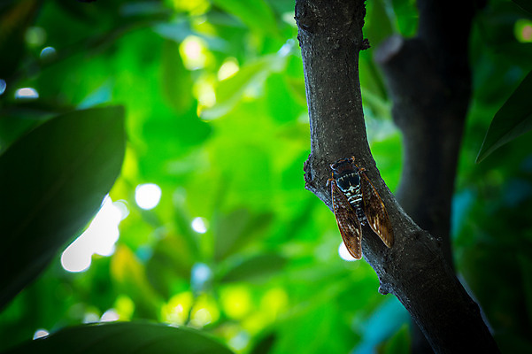 포토 JPG 주간 한마리 자연 나뭇잎 풍경 사람없음 야외 아웃포커스 나뭇가지 매미 국내포토 자연요소 나무 1 곤충 잎 촬영기법 생태계 파일형식