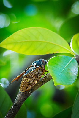 포토 JPG 주간 한마리 자연 나뭇잎 풍경 사람없음 야외 아웃포커스 나뭇가지 매미 국내포토 자연요소 나무 1 곤충 잎 촬영기법 생태계 파일형식