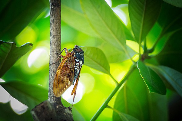 포토 JPG 주간 한마리 자연 나뭇잎 풍경 사람없음 야외 아웃포커스 나뭇가지 매미 국내포토 자연요소 나무 1 곤충 잎 촬영기법 생태계 파일형식