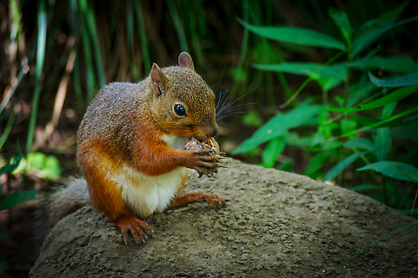 포토 JPG 주간 한마리 야생동물 자연 사람없음 야외 아웃포커스 나뭇가지 먹이 청설모 국내포토 자연요소 나무 동물 1 촬영기법 생태계 파일형식