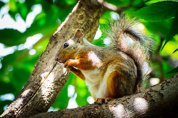 포토 JPG 주간 한마리 야생동물 자연 사람없음 야외 아웃포커스 나뭇가지 청설모 국내포토 자연요소 나무 동물 1 촬영기법 생태계 파일형식