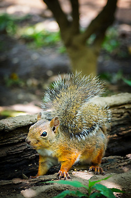 포토 JPG 주간 한마리 야생동물 자연 사람없음 야외 아웃포커스 청설모 국내포토 자연요소 동물 1 촬영기법 생태계 파일형식