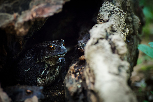 포토 JPG 주간 나무 한마리 야생동물 자연 개구리 풍경 사람없음 야외 아웃포커스 두꺼비 국내포토 자연요소 식물 동물 1 촬영기법 양서류 생태계 파일형식