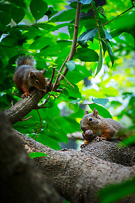 포토 JPG 주간 야생동물 두마리 자연 나뭇잎 사람없음 야외 아웃포커스 나뭇가지 먹이 청설모 국내포토 자연요소 나무 동물 잎 2 촬영기법 생태계 파일형식