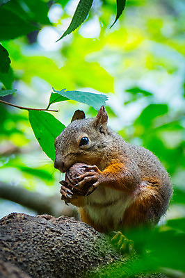 포토 JPG 주간 한마리 야생동물 자연 나뭇잎 사람없음 야외 아웃포커스 나뭇가지 먹이 청설모 국내포토 자연요소 나무 동물 1 잎 촬영기법 생태계 파일형식