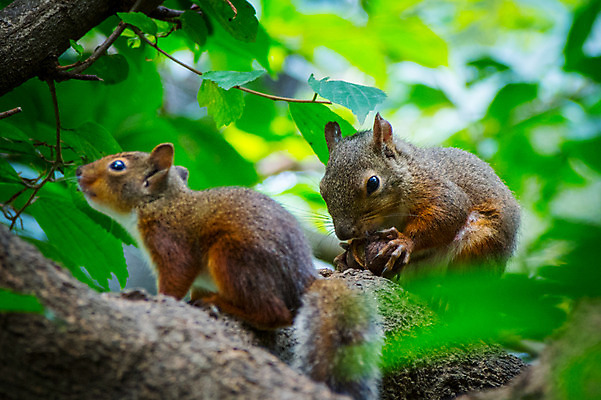 포토 JPG 주간 야생동물 두마리 자연 나뭇잎 사람없음 야외 아웃포커스 나뭇가지 먹이 청설모 국내포토 자연요소 나무 동물 잎 2 촬영기법 생태계 파일형식
