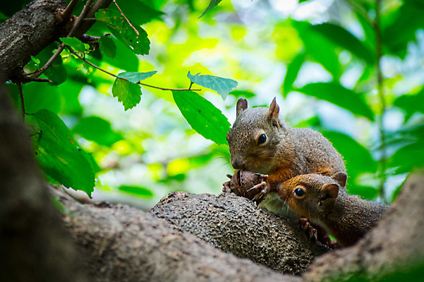 포토 JPG 주간 야생동물 두마리 자연 나뭇잎 사람없음 야외 아웃포커스 나뭇가지 먹이 청설모 국내포토 자연요소 나무 동물 잎 2 촬영기법 생태계 파일형식