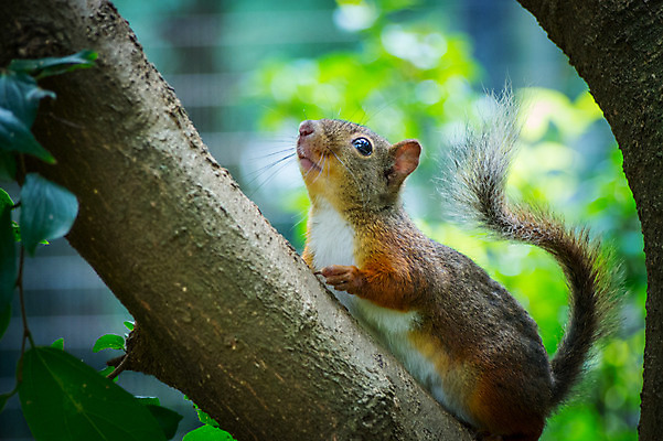 포토 JPG 주간 한마리 야생동물 자연 나뭇잎 사람없음 야외 아웃포커스 나뭇가지 청설모 국내포토 자연요소 나무 동물 1 잎 촬영기법 생태계 파일형식