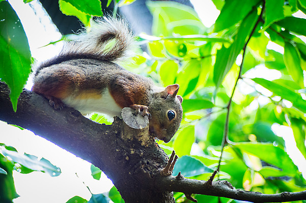 포토 JPG 주간 한마리 야생동물 자연 나뭇잎 사람없음 야외 아웃포커스 나뭇가지 청설모 국내포토 자연요소 나무 동물 1 잎 촬영기법 생태계 파일형식