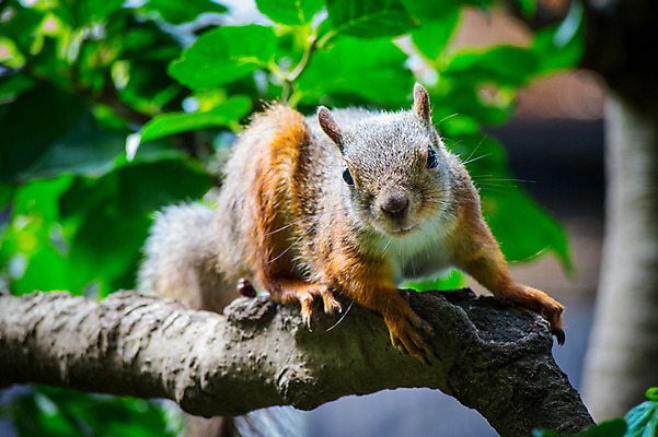 포토 JPG 주간 한마리 야생동물 자연 사람없음 야외 아웃포커스 나뭇가지 청설모 국내포토 자연요소 나무 동물 1 촬영기법 생태계 파일형식