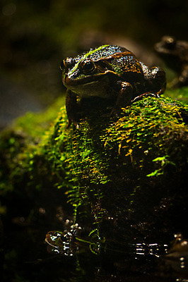 포토 JPG 주간 야생동물 자연 개구리 이끼 풍경 사람없음 야외 아웃포커스 국내포토 자연요소 동물 촬영기법 양서류 생태계 파일형식