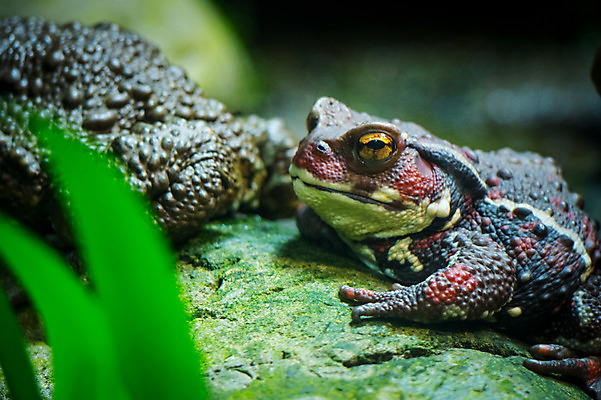 포토 JPG 주간 야생동물 두마리 자연 개구리 풍경 근접촬영 사람없음 야외 아웃포커스 두꺼비 국내포토 자연요소 동물 뷰포인트 2 촬영기법 양서류 생태계 파일형식