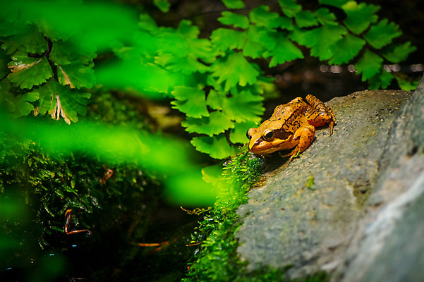 포토 JPG 주간 한마리 야생동물 자연 나뭇잎 개구리 풍경 사람없음 야외 아웃포커스 바위 국내포토 자연요소 동물 1 잎 촬영기법 양서류 돌_바위 생태계 파일형식