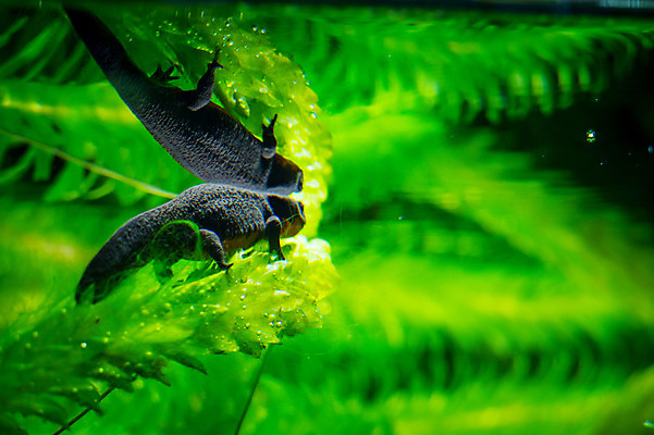 포토 JPG 주간 자연 양서류 풍경 사람없음 야외 수중동물 국내포토 자연요소 동물 생태계 파일형식