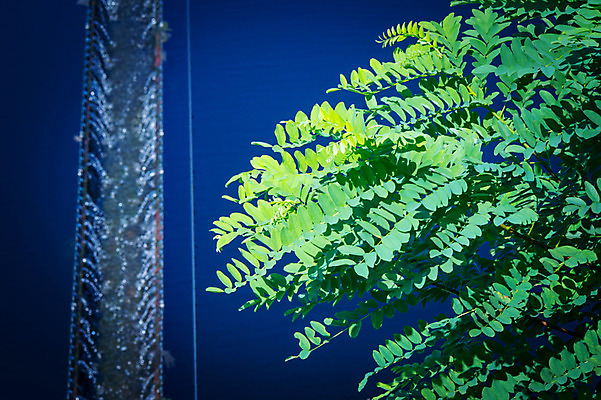 포토 JPG 주간 자연 나뭇잎 풍경 사람없음 야외 국내포토 자연요소 잎 생태계 파일형식