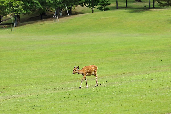 포토 JPG 주간 나무 한마리 야생동물 자연 사슴 동물원 잔디 사람없음 야외 국내포토 자연요소 식물 동물 1 포유류 생태계 파일형식