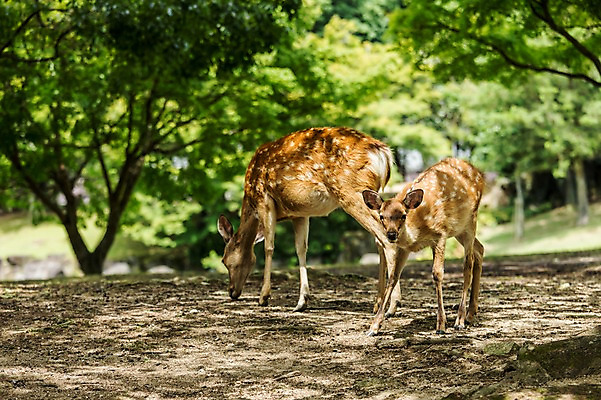 포토 JPG 주간 나무 야생동물 두마리 자연 사슴 동물원 사람없음 야외 아웃포커스 국내포토 자연요소 식물 동물 2 포유류 촬영기법 생태계 파일형식