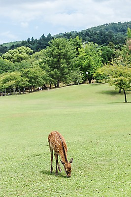 포토 JPG 주간 나무 한마리 야생동물 자연 사슴 동물원 잔디 사람없음 야외 국내포토 자연요소 식물 동물 1 포유류 생태계 파일형식