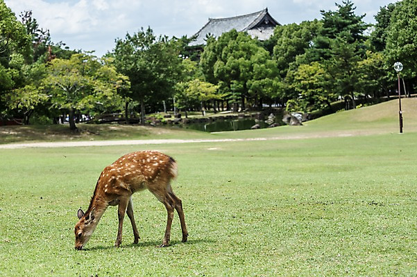 포토 JPG 주간 나무 한마리 야생동물 자연 사슴 동물원 잔디 사람없음 야외 국내포토 자연요소 식물 동물 1 포유류 생태계 파일형식