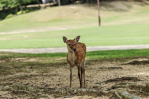 포토 JPG 주간 한마리 야생동물 자연 사슴 동물원 사람없음 야외 아웃포커스 국내포토 자연요소 동물 1 포유류 촬영기법 생태계 파일형식