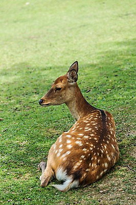 포토 JPG 주간 한마리 야생동물 자연 사슴 동물원 앉기 잔디 사람없음 야외 아웃포커스 국내포토 자연요소 식물 동물 1 포유류 모션 촬영기법 생태계 파일형식