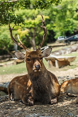 포토 JPG 주간 야생동물 자연 사슴 동물원 사람없음 야외 아웃포커스 사슴뿔 국내포토 자연요소 동물 포유류 뿔 촬영기법 생태계 파일형식