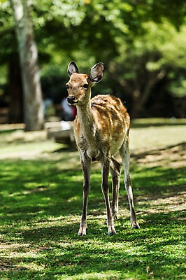 포토 JPG 주간 한마리 야생동물 자연 사슴 동물원 사람없음 야외 아웃포커스 국내포토 자연요소 동물 1 포유류 촬영기법 생태계 파일형식