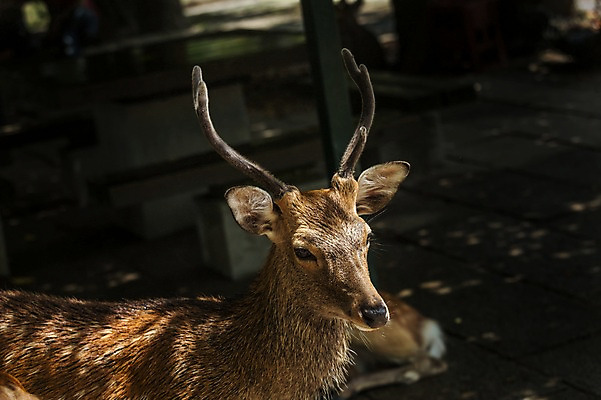 포토 JPG 주간 한마리 야생동물 자연 사슴 동물원 사람없음 야외 아웃포커스 사슴뿔 국내포토 자연요소 동물 1 포유류 뿔 촬영기법 생태계 파일형식