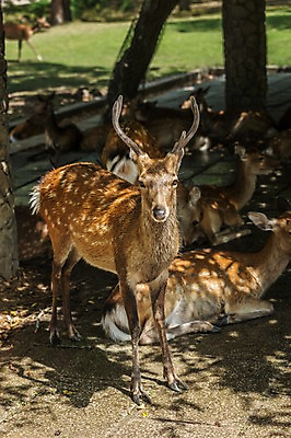 포토 JPG 주간 야생동물 여러마리 자연 사슴 동물원 사람없음 야외 아웃포커스 사슴뿔 국내포토 자연요소 동물 다수 포유류 뿔 촬영기법 생태계 파일형식