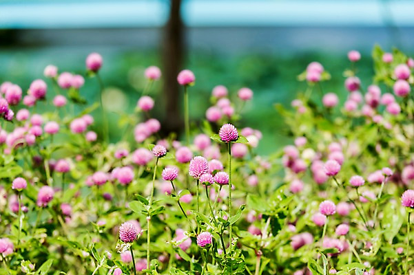 포토 JPG 주간 꽃 여러송이 자연 풍경 사람없음 야외 아웃포커스 국내포토 자연요소 식물 다수 촬영기법 생태계 파일형식