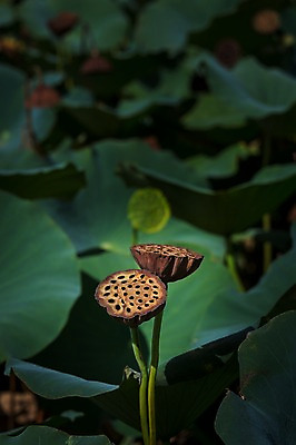 포토 JPG 주간 자연 연꽃 풍경 사람없음 야외 아웃포커스 연못 연잎 국내포토 자연요소 꽃 잎 촬영기법 생태계 파일형식