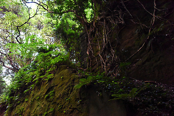 포토 JPG 주간 나무 자연 나뭇잎 이끼 풍경 사람없음 야외 숲속 숲 뿌리 국내포토 자연요소 식물 잎 생태계 파일형식