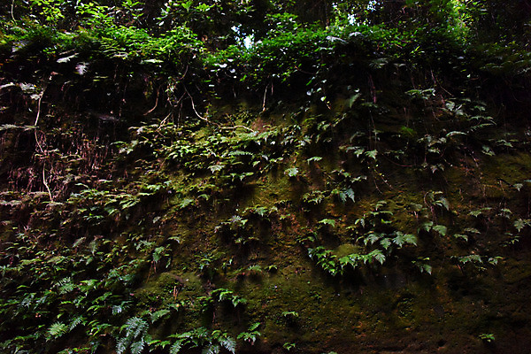 포토 JPG 주간 자연 나뭇잎 이끼 풍경 사람없음 야외 숲 국내포토 자연요소 잎 생태계 파일형식