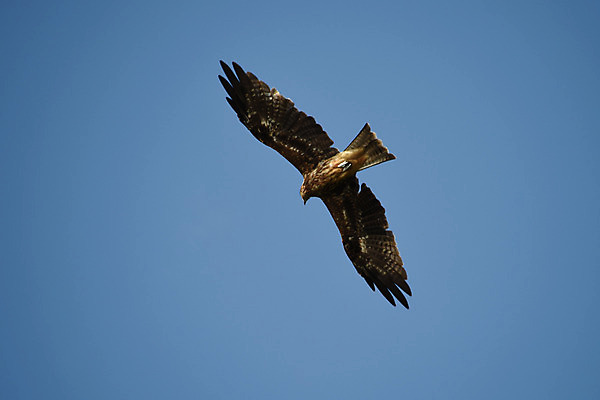 포토 JPG 주간 한마리 야생동물 자연 하늘 풍경 사람없음 야외 비행 독수리 맹금류 국내포토 자연요소 동물 1 조류 생태계 파일형식